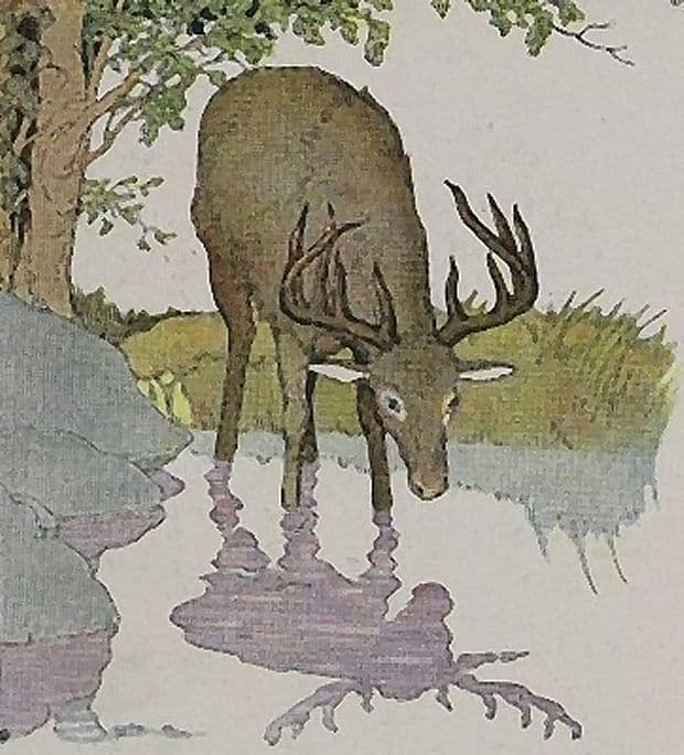 the deer in the water source aesopos fable athens 2004
